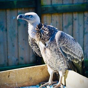 Ruppell's Griffon Vulture