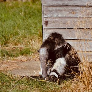 Giant Anteater