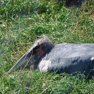 Marabou Stork