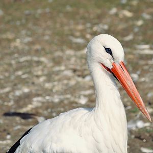 White Stork