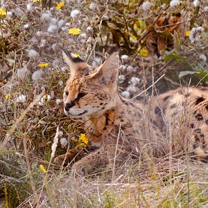 Serval