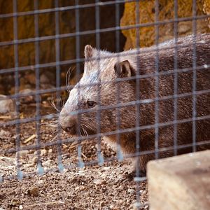 Wombat