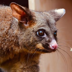 Silver Grey Brush Tail Possum