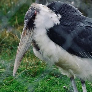 Marabou Stork