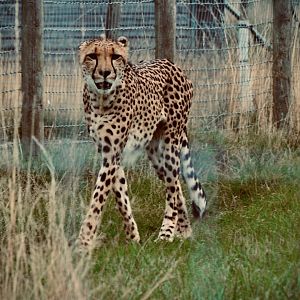 Southern African Cheetah