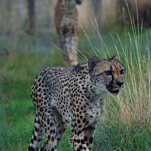 Southern African Cheetah