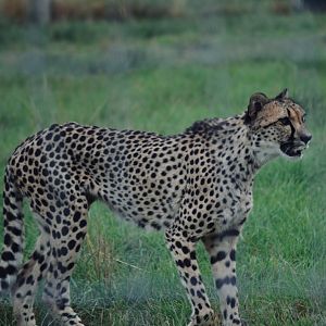 Southern African Cheetah