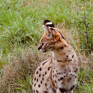 Serval