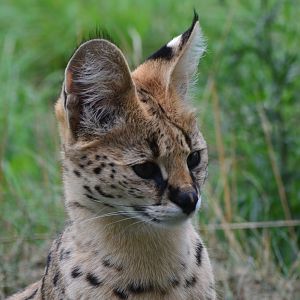 Serval