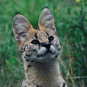 Serval