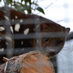 Tiger Quoll