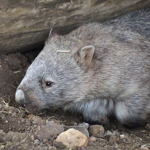 Wombat
