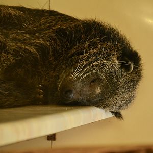 Javan Binturong