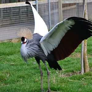 East African Grey Crowned Crane
