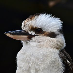 Kookaburra