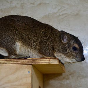 Bush Hyrax
