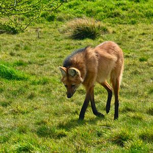 Maned Wolf