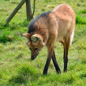 Maned Wolf