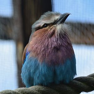 Lilac Breasted Roller