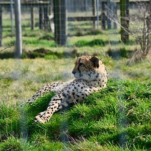 Southern African Cheetah