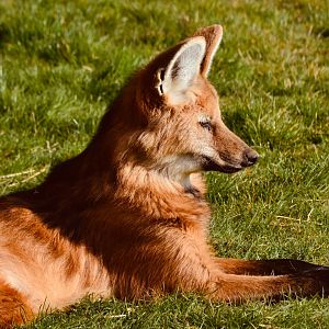 Maned Wolf