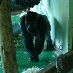 Pertinax, March 2020