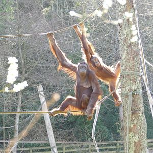 Bornean orangutans, March 2020