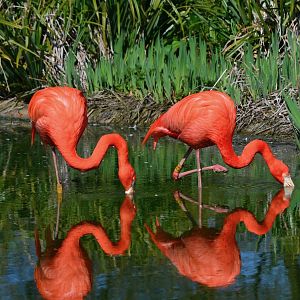 Caribbean Flamingo