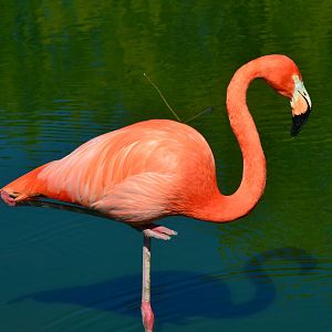 Caribbean Flamingo