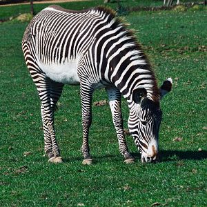 Grevy's Zebra