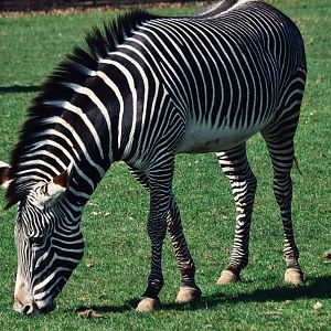 Grevy's Zebra