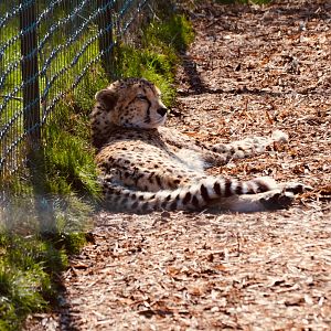 Central African Cheetah