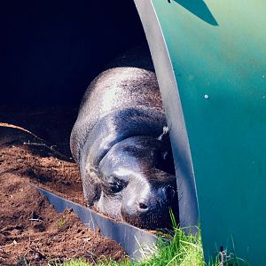 Pygmy Hippopotamus
