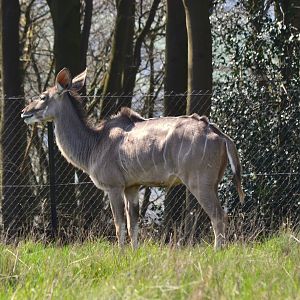 Greater Kudu