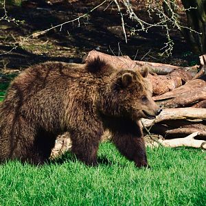 European Brown Bear