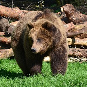 European Brown Bear
