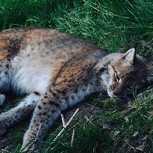 Northern Lynx