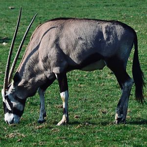 Gemsbok