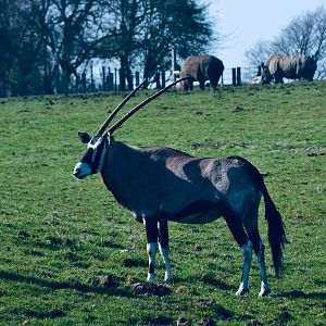 Gemsbok w/ Southern White Rhino