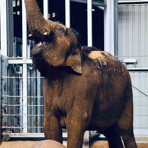 Asian Elephant