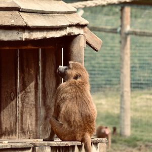 Guinea Baboon