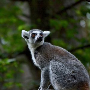 Ring Tailed Lemur