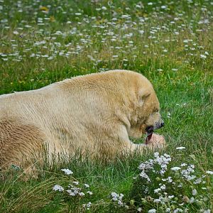 Polar Bear