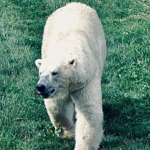 Polar Bear