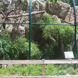 Clouded Leopard exhibit