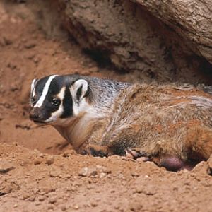 american badger, LDSP