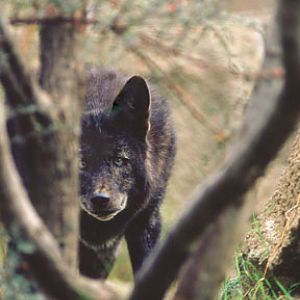 melanistic coyote, Jan 04