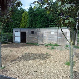 Tapir enclosure at RSCC