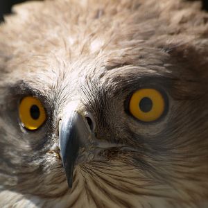 Cim d'Àligues - Short-toed eagle