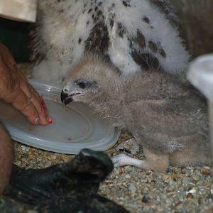 Cim d'Àligues - Black kite chicks